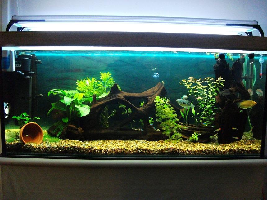 Rated #56: 50 Gallons Planted Tank - 4ft fresh water tropical planted tank.