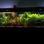 125 gallons planted tank (mostly live plants and fish) - full view