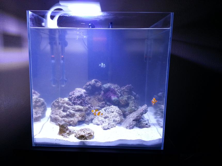 Rated #16: 25 Gallons Saltwater Fish Tank - Aquatop HCC-18 25g tank.