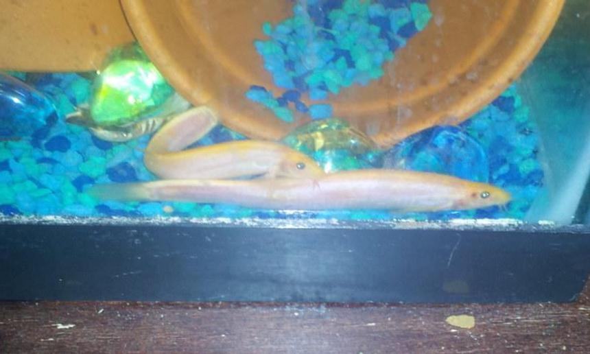 Rated #98: Freshwater Fish - Misgurnus Anguillicaudatus - Dojo Loach Stocking In 29 Gallons Tank - my dojo loaches