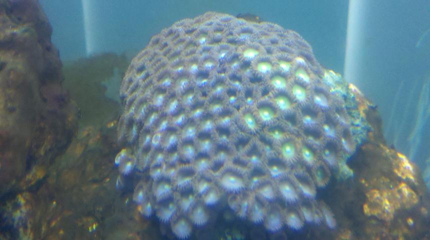 Rated #16: Corals Inverts - Zoanthus Sp. - Colony Polyp Stocking In 55 Gallons Tank - My first reef plant
