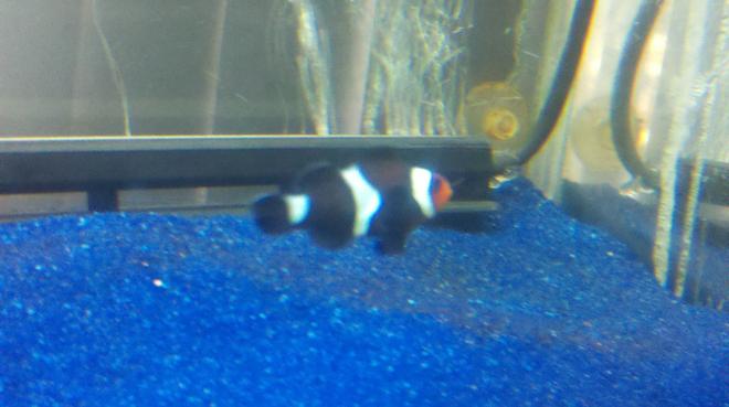 saltwater fish - amphiprion percula - true percula clownfish stocking in 55 gallons tank - Bc