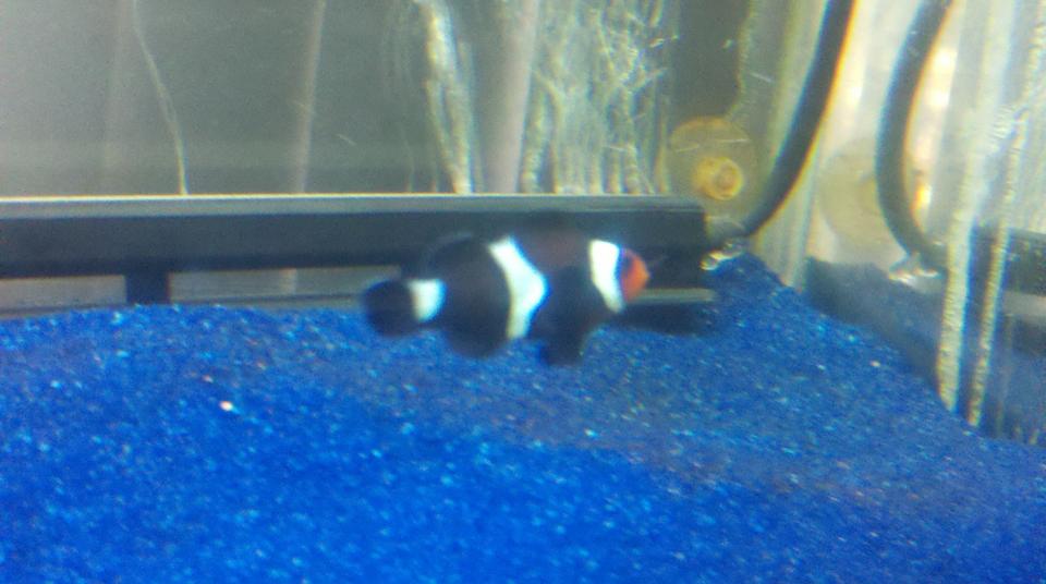 saltwater fish - amphiprion percula - true percula clownfish stocking in 55 gallons tank - Bc