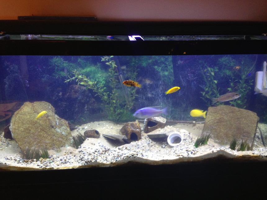 Rated #2436: 75 Gallons Freshwater Fish Tank - African cichlids