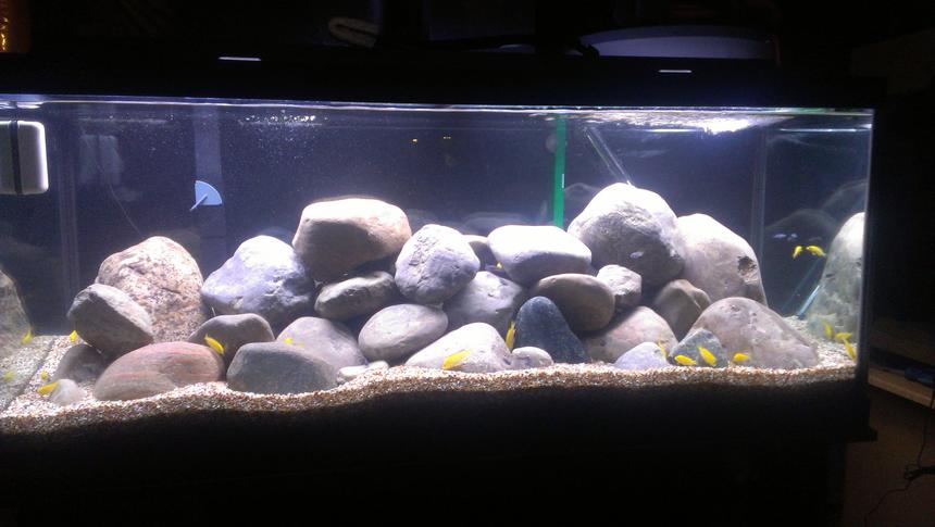 Rated #117: 75 Gallons Freshwater Fish Tank - Mix of yellow labs and demasoni. Most are still very small