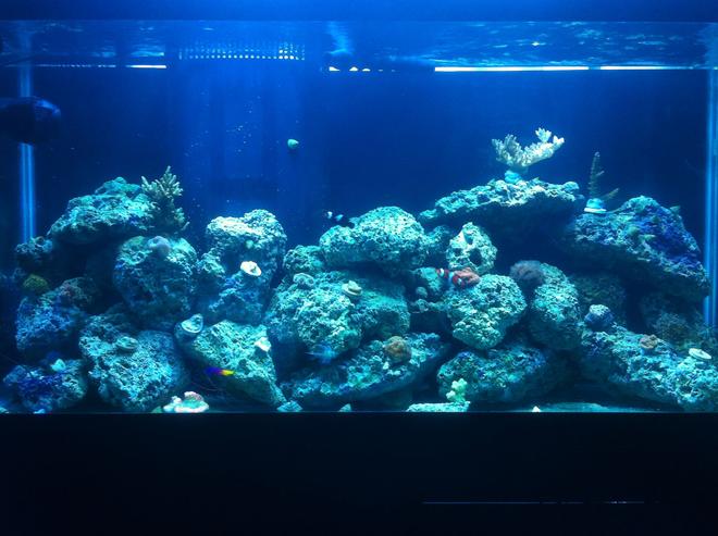 90 gallons reef tank (mostly live coral and fish) - My tank with small frags, ready to buy some more than let the garden grow!