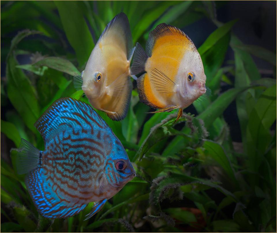 freshwater fish - symphysodon sp. - white discus stocking in 180 gallons tank - Boxing Day Special, my wife got new boots and I go some yellow discus; seems fair to me.