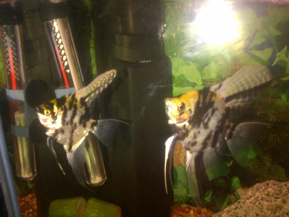 freshwater fish - pterophyllum sp. - koi angel stocking in 8 gallons tank - My angelfish