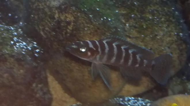 freshwater fish - neolamprologus cylindricus - cylindricus cichlid stocking in 80 gallons tank - Cylindricus