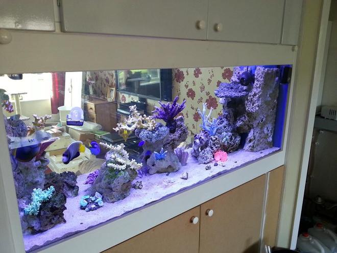 130 gallons saltwater fish tank (mostly fish, little/no live coral) - New in wall tank, unfinished cabinet