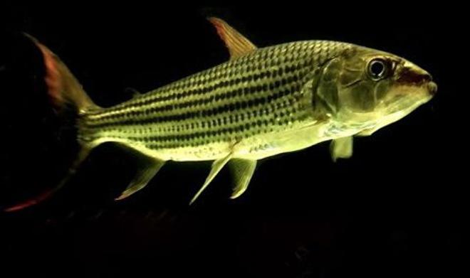 freshwater fish - probarbus jullieni - jullien's golden carp stocking in 60 gallons tank