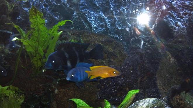 freshwater fish - neolamprologus leleupi - orange leleupi cichlid stocking in 80 gallons tank - Frontosa,blue moorii,yellow leluipi
