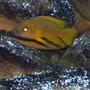 freshwater fish - neolamprologus leleupi - orange leleupi cichlid stocking in 80 gallons tank - Leluipi