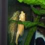 freshwater fish - ancistrus sp. - bushy nose pleco stocking in 80 gallons tank - Albino long fin bristle nose pleco