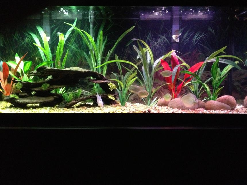 Rated #83: 55 Gallons Freshwater Fish Tank - 55 gallon Freshwater
2 Marineland Bio 350 Filters
Fluval G3 Digital Canister Filter
Fluval Heater
All artificial plants

6 Silver Dollars
2 Blue Gourami