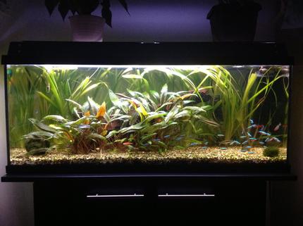 30 gallons planted tank (mostly live plants and fish) - My fish tank