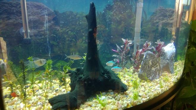 46 gallons planted tank (mostly live plants and fish) - Tank in progress. Just planted everything 2 days ago