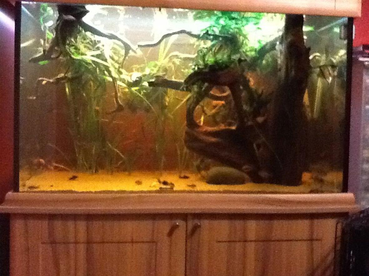 123 gallons planted tank (mostly live plants and fish) - A low maintenance planted aquarium designed specifically for earth eating cyclids and corridoars.