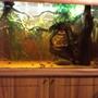 123 gallons planted tank (mostly live plants and fish) - A low maintenance planted aquarium designed specifically for earth eating cyclids and corridoars.