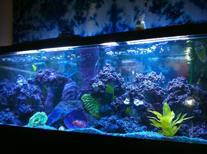 125 gallons reef tank (mostly live coral and fish)