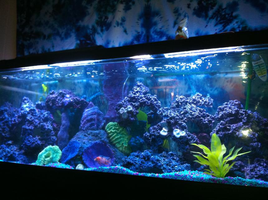 Rated #47: 125 Gallons Reef Tank
