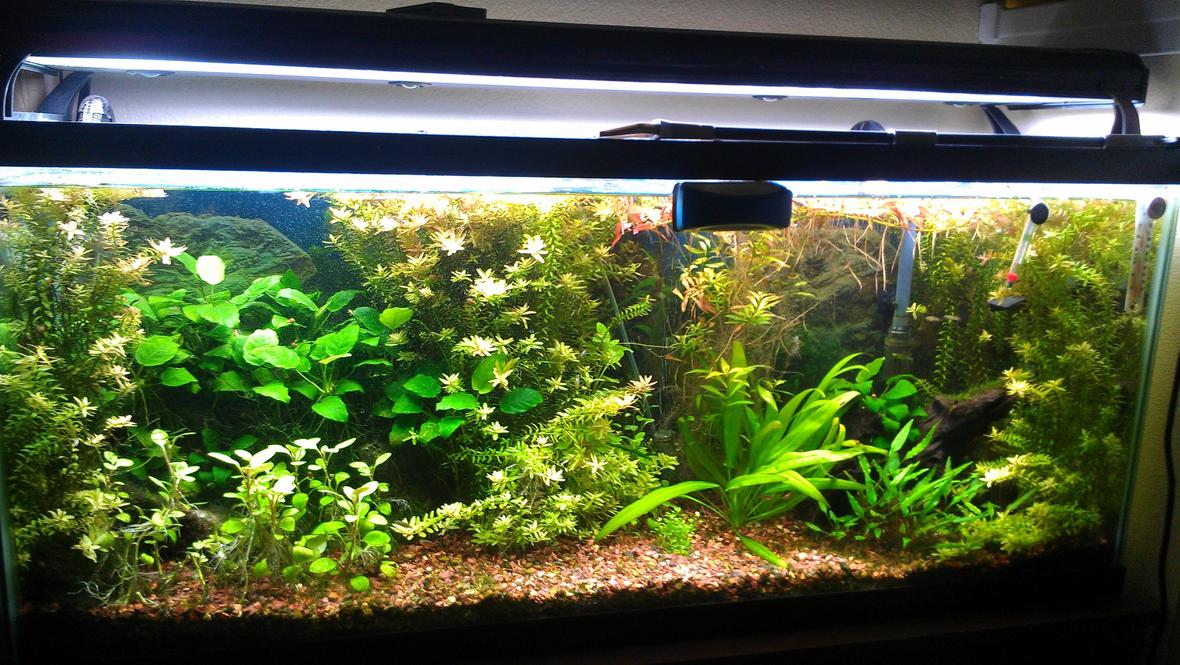 55 gallons freshwater fish tank (mostly fish and non-living decorations) - My tank