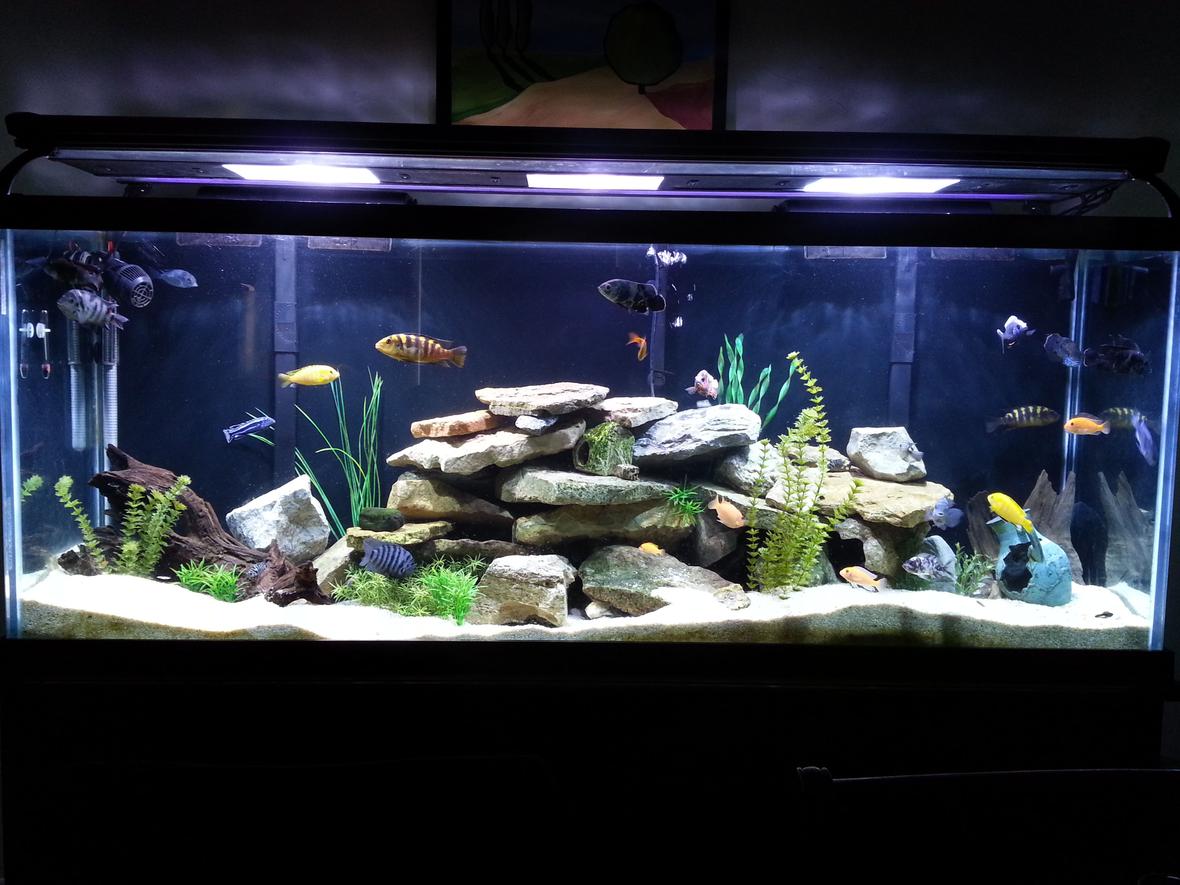 150 gallons freshwater fish tank (mostly fish and non-living decorations)