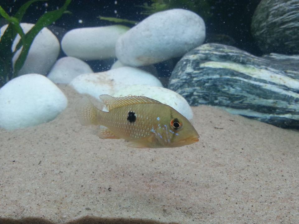 freshwater fish - geophagus brasiliensis - pearl cichlid stocking in 40 gallons tank - Pearl cichlid