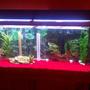 55 gallons freshwater fish tank (mostly fish and non-living decorations) - Old tank