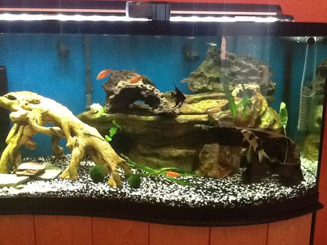 95 gallons freshwater fish tank (mostly fish and non-living decorations) - My 95 gal wave