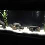 55 gallons freshwater fish tank (mostly fish and non-living decorations)