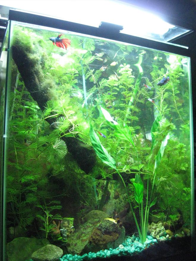 125 gallons planted tank (mostly live plants and fish) - 20 gallon extra high planted tank before a much needed pruning