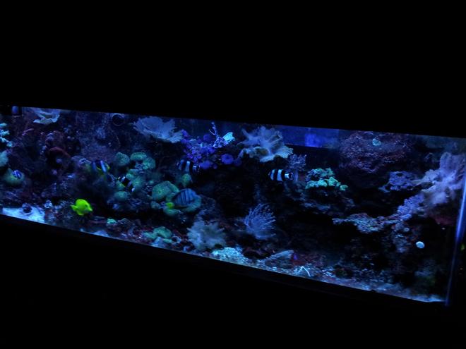 125 gallons reef tank (mostly live coral and fish) - 125 gallon reef aquarium in dusk
mode. Aquarium is 72x24x18. 30
gallon sump with SC Aquariums 250
Skimmer and Phosban reactor
containing gfo. 8 t5 ho lighting
fixture 2 Koralia 650gph powerheads
1 Aquatop 1350gph powerhead