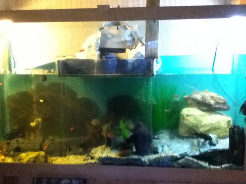 Rated #213: 250 Gallons Freshwater Fish Tank - One of a kind fish tank