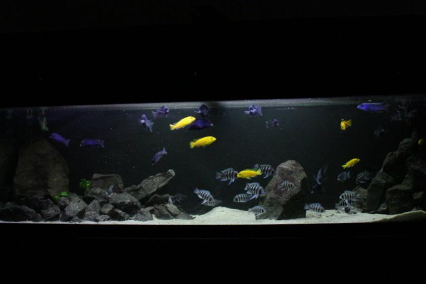Rated #71: 50 Gallons Freshwater Fish Tank - Frontosa 125g