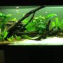40 gallons planted tank (mostly live plants and fish) - Set up one month ago