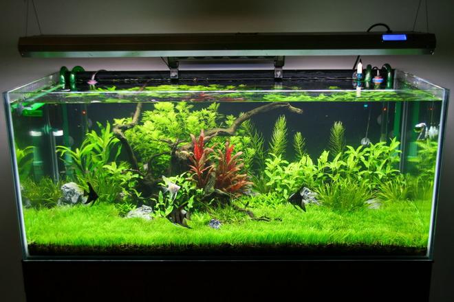 80 gallons freshwater fish tank (mostly fish and non-living decorations) - 2 months of age
