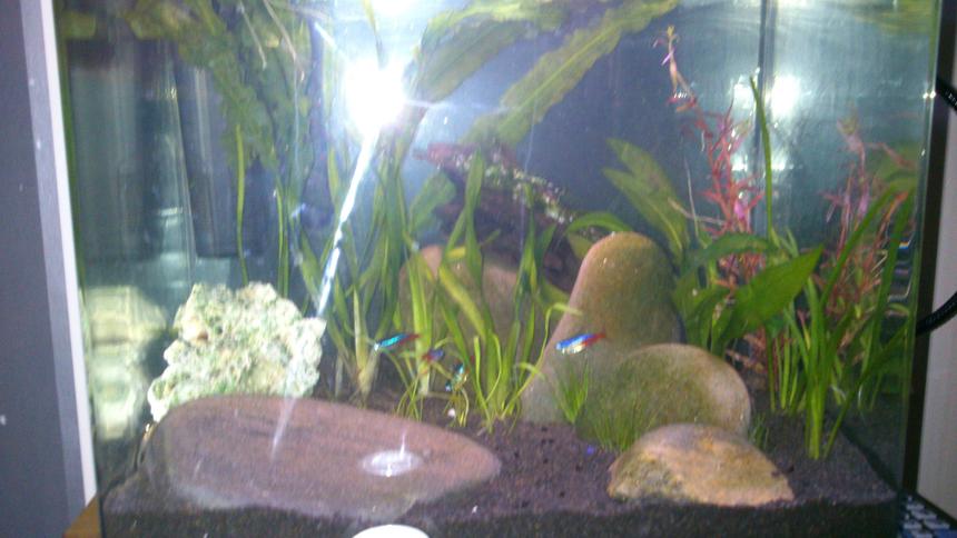 Rated #66: Freshwater Fish - Paracheirodon Innesi - Neon Tetra Jumbo Stocking In 15 Gallons Tank - My New Nano