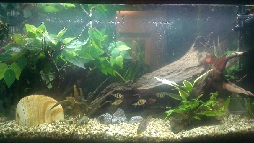 Rated #110: 30 Gallons Freshwater Fish Tank - An updated version of my original tank that I had on here