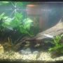 30 gallons freshwater fish tank (mostly fish and non-living decorations) - An updated version of my original tank that I had on here