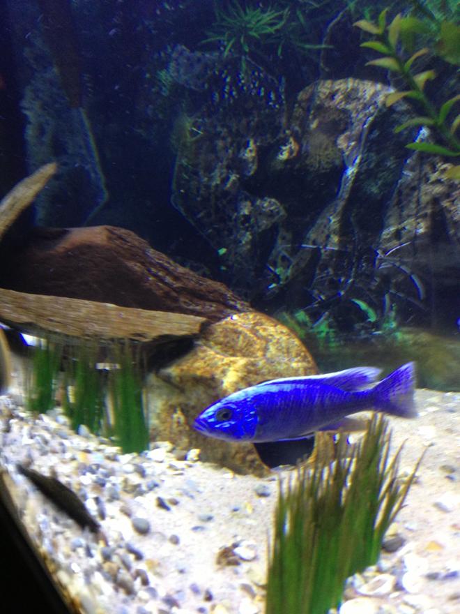 freshwater fish - sciaenochromis fryeri - electric blue hap stocking in 75 gallons tank - Hap ahli