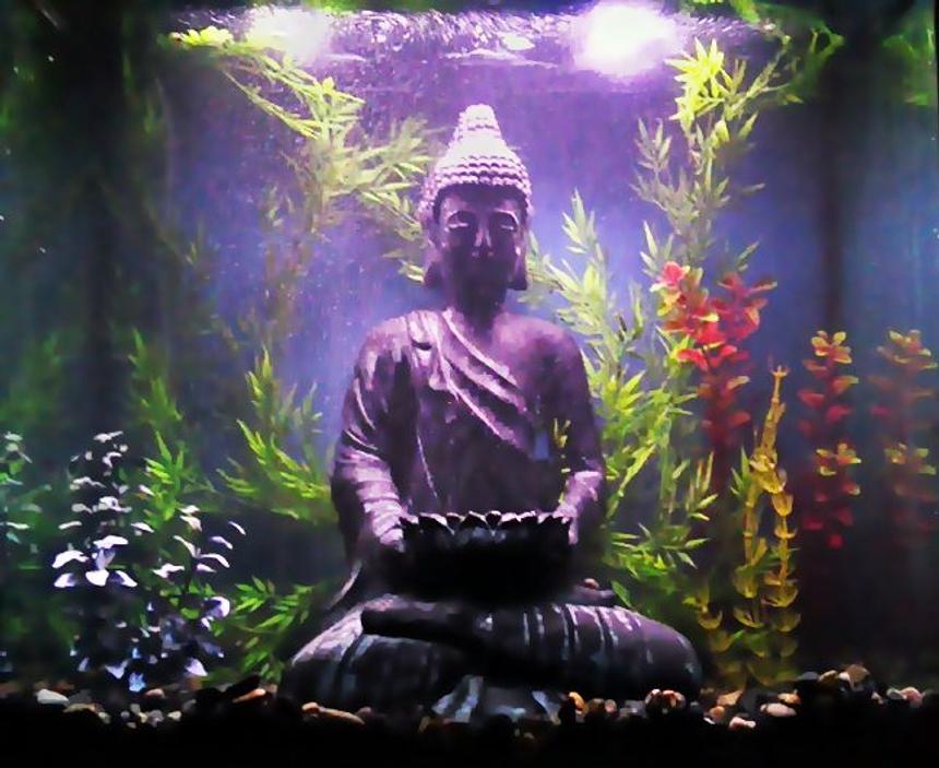 Rated #168: 30 Gallons Freshwater Fish Tank - I have a tall tank that is just under 30 gallons. Inside of the tank I have black aquarium gravel with smooth, black to dark river pebbles layered on top of it. In the center I have a large Buddha statue that is almost the height of the aquarium. Behind the statue I have a bubble curtain and have various artificial plants surrounding him. The background is painted blue and am very pleased with the way it turned out. Penguin Power Wheel 350 Double Filter with Bio-balls and carbon. Also I have a self regulated heater and a aquaculture double air pump that's powerful enough for a 60 gallon tank. .