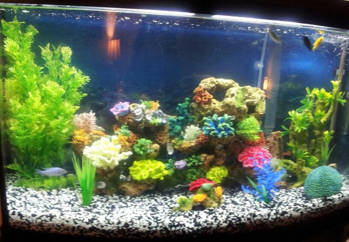 46 gallons freshwater fish tank (mostly fish and non-living decorations) - 46 gallon fresh water tank