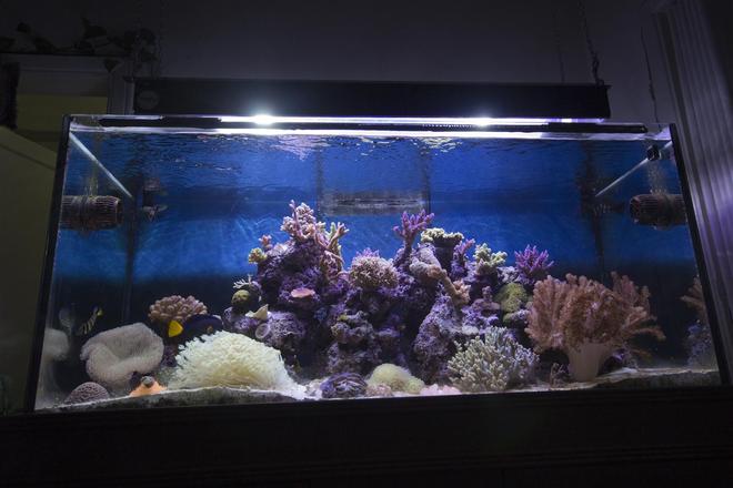 150 gallons reef tank (mostly live coral and fish)