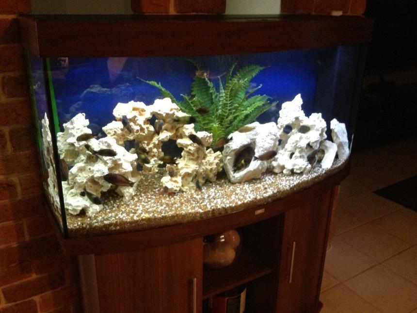 Rated #97: 75 Gallons Freshwater Fish Tank - Juwel 260 lt mixed tropheus