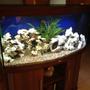 75 gallons freshwater fish tank (mostly fish and non-living decorations) - Juwel 260 lt mixed tropheus