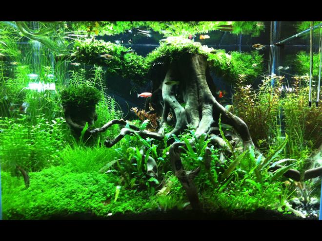 31 gallons planted tank (mostly live plants and fish) - lawrence cheung 60X45X45cm tank

Root Chaser 根风