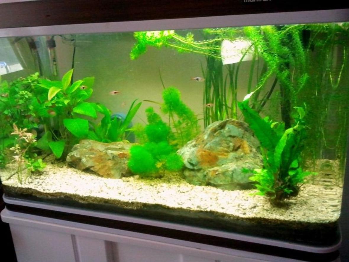 30 gallons planted tank (mostly live plants and fish) - It will be improved...;)