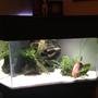 fish tank picture - My tank