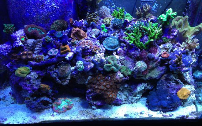 65 gallons reef tank (mostly live coral and fish) - Full view
